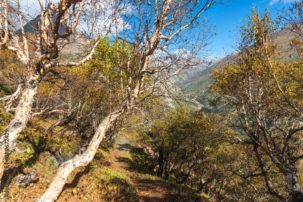 Autumn forest in the Himalayas. Vegetation of moutain. Autumn forest in the Himalayas. Vegetation of moutain.