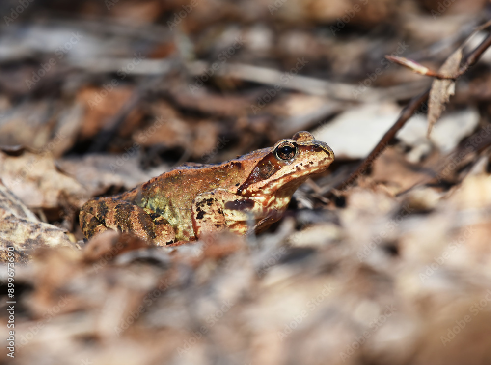 Common frog (Rana temporaria) closeup in spring. Common frog (Rana temporaria) closeup in spring.