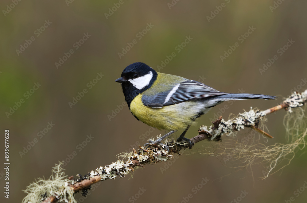Obraz premium Great tit (Parus major) sitting on a branch in the garden in spring. 
