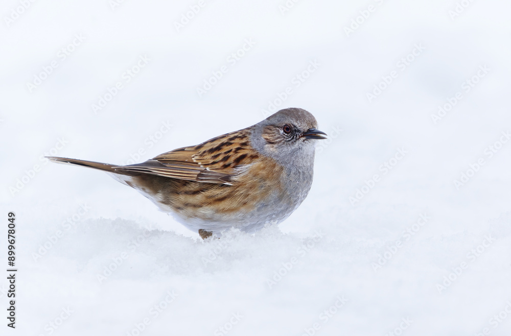 Dunnock (Prunella modularis) standing in snow looking for food in early spring. Dunnock (Prunella modularis) standing in snow looking for food in early spring.