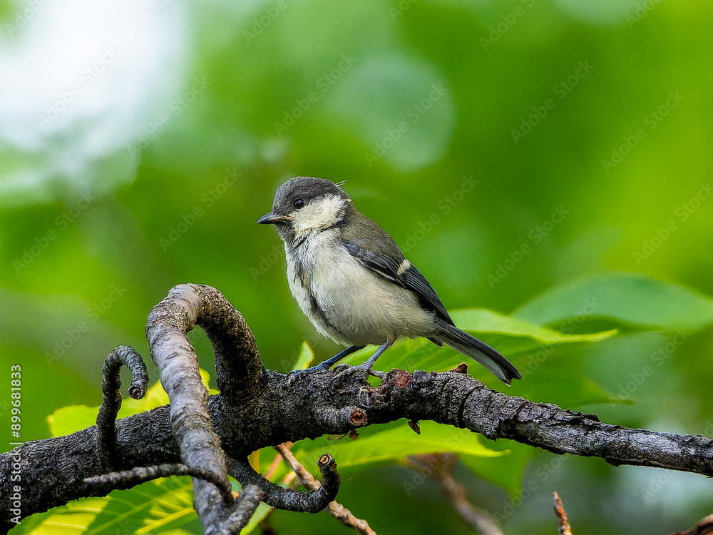 Obraz premium 枝にとまるシジュウカラ
