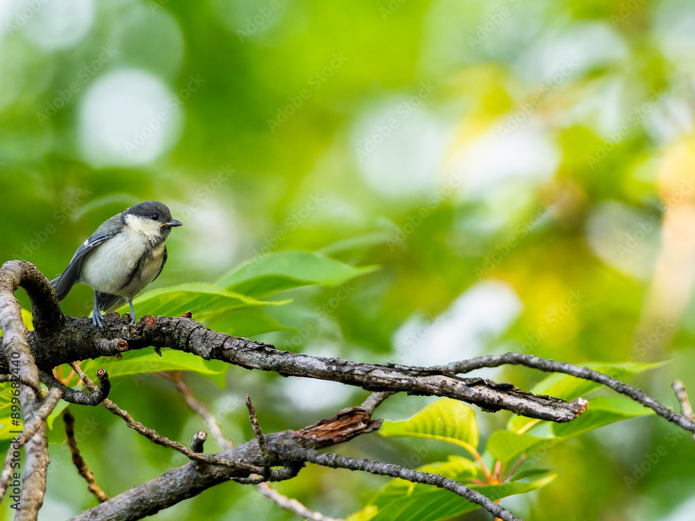 枝にとまるシジュウカラ
