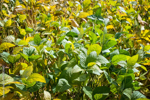 Green soybean plants close-up shot. Agricultural soy plantation. Agriculture,...