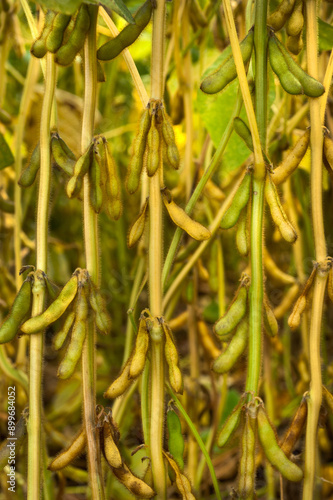 soybean green pods ripen on the background of stalks, close-up, harvest time