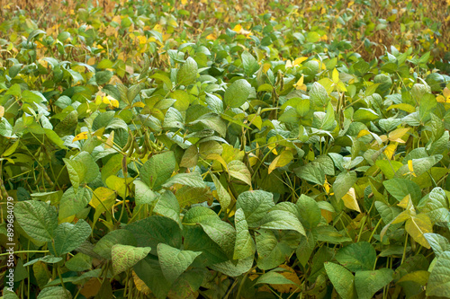 soybean field with green levels, harvest time is approaching