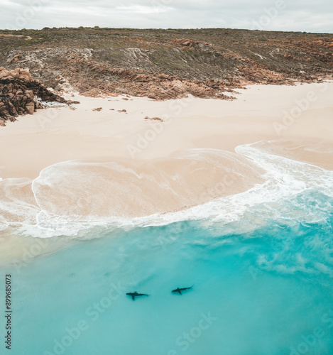 Canvas Print Aerial view of Bronze whaler sharks near shore in Australia Monkey Mia, Shark Ba