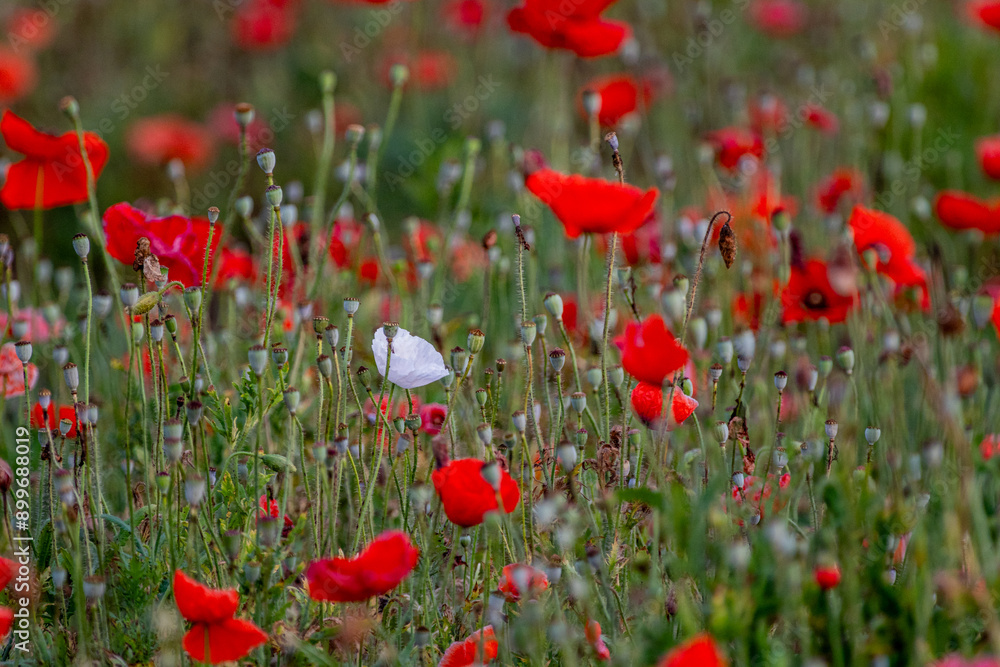 Obraz premium Single White Flower among Red Flowers