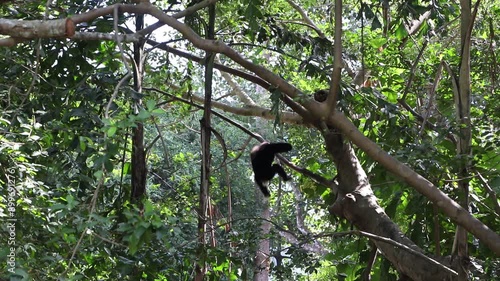 Gibbons, cute wild animals, are happily hanging under a tree. Gibbons are mammals and are classified as protected animals.