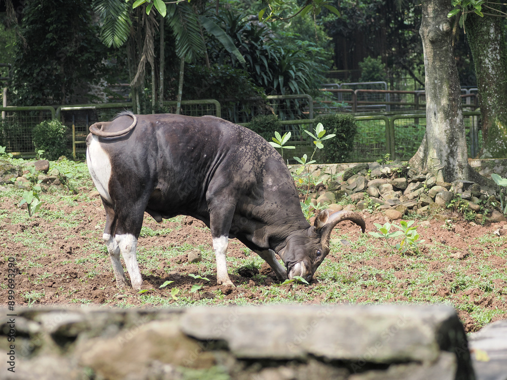 Fototapeta premium cow on the farm