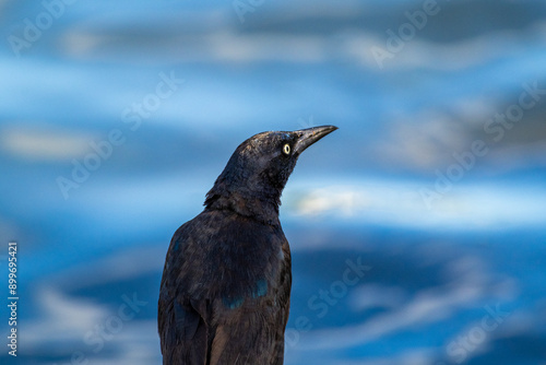 Boat-tailed Grackle  photo