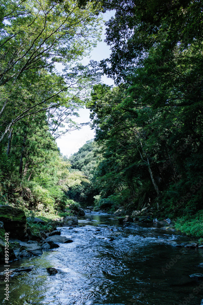 Obraz premium 新緑の木々の間を流れる清流