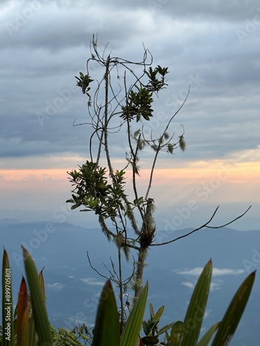 planta divina en atardecer con cielo naranja y rayos de sol entre las nubes 