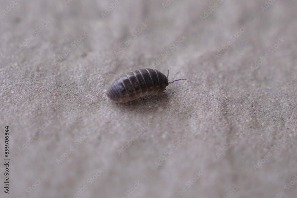 Pill Bug Pill Bug
