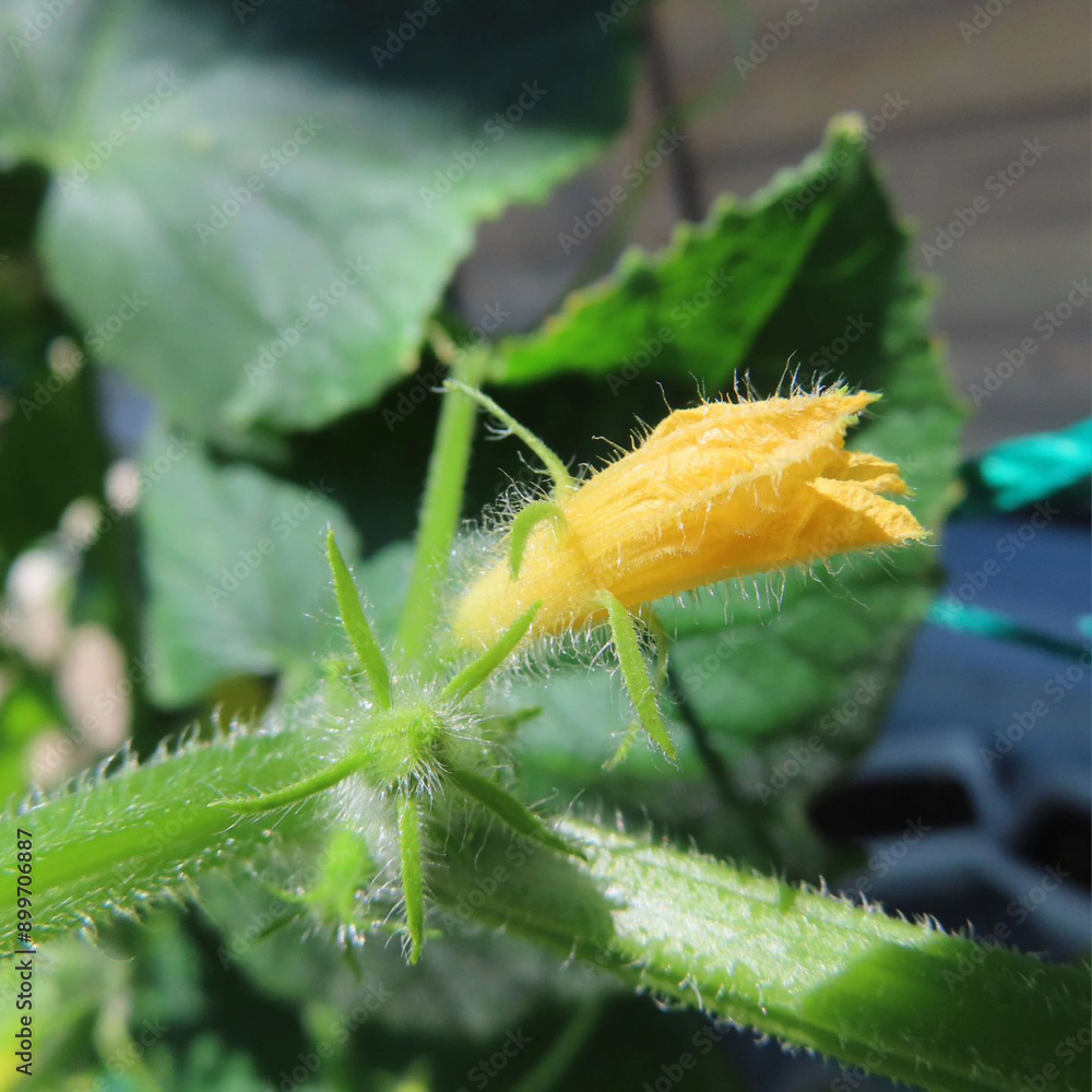 Naklejka premium 日本で夏にヘチマが黄色い花を咲かせています