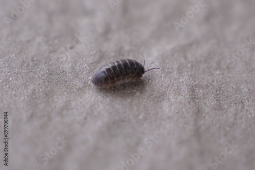 Pill Bug