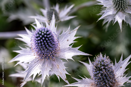 Close-up of a bluish silvery Eryngium planum flower in summer