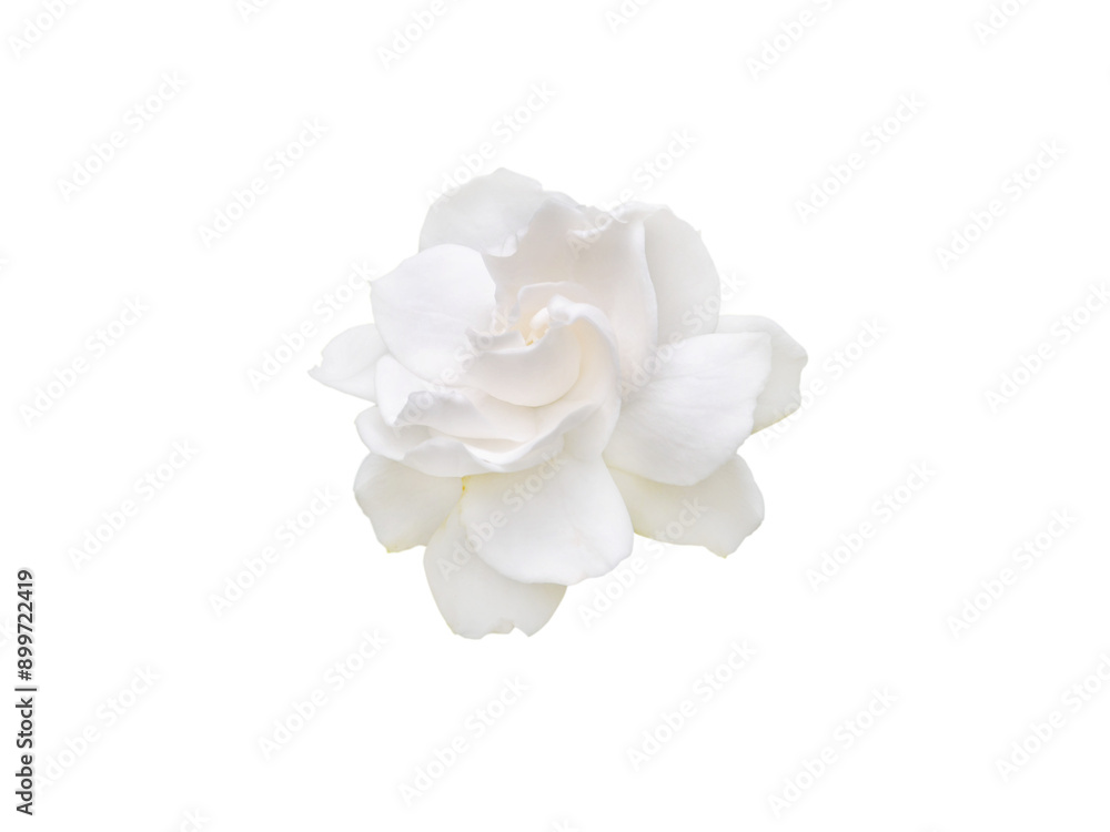 Gardenia flower isolated transparent png Gardenia flower isolated transparent png