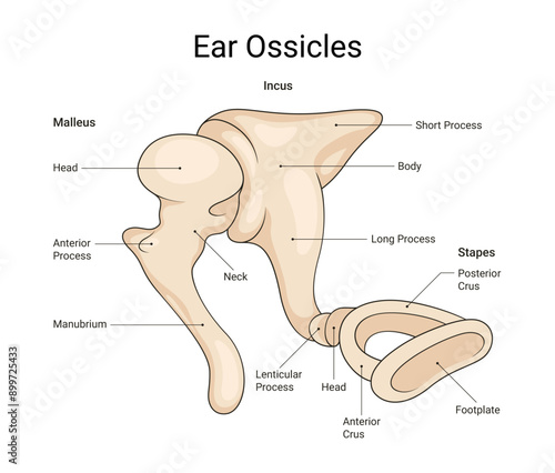 Diagram of the Ear Ossicles