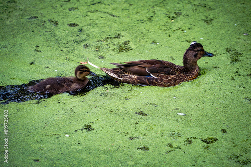 Duck family swimming on a lake photo