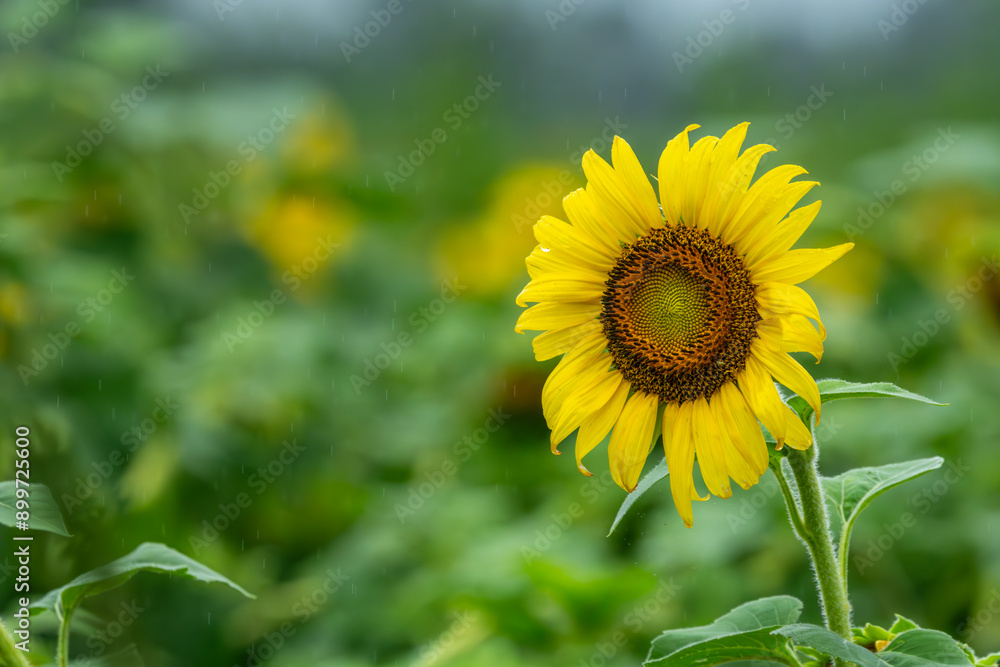 sunflower in the field sunflower in the field