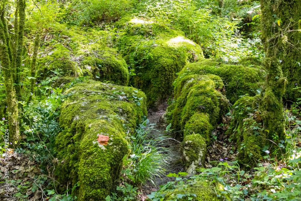 Wild labyrinth in the forest near Nebias in Cathar country in France, called the green labyrinth. Wild labyrinth in the forest near Nebias in Cathar country in France, called the green labyrinth.