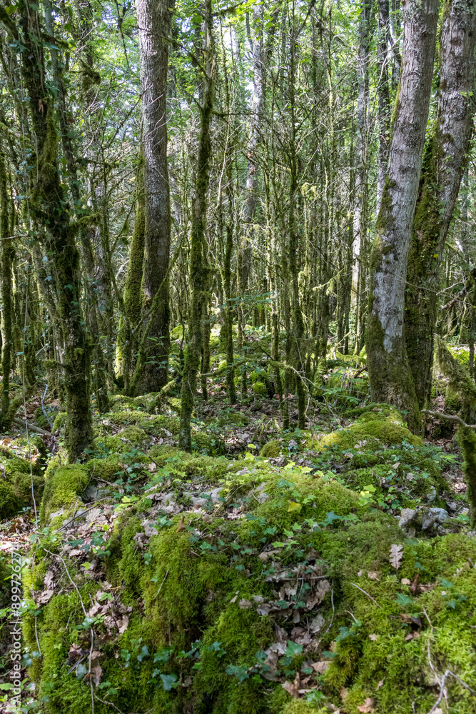 Wild labyrinth in the forest near Nebias in Cathar country in France, called the green labyrinth. Wild labyrinth in the forest near Nebias in Cathar country in France, called the green labyrinth.
