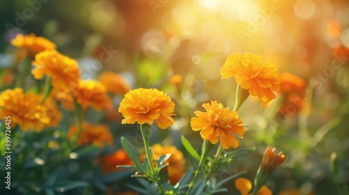 Fototapeta Naklejka Na Ścianę i Meble -  Yellow and orange marigold flowers in sunlight in the garden