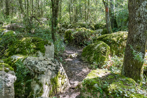 Wild labyrinth in the forest near Nebias in Cathar country in France, called the green labyrinth.