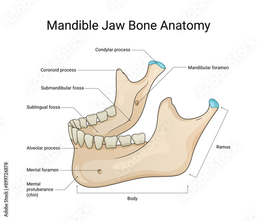 Diagram of Mandible Jaw Bone Anatomy