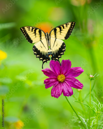 Eastern Tiger Swallowtail Butterfly flying away from a flower