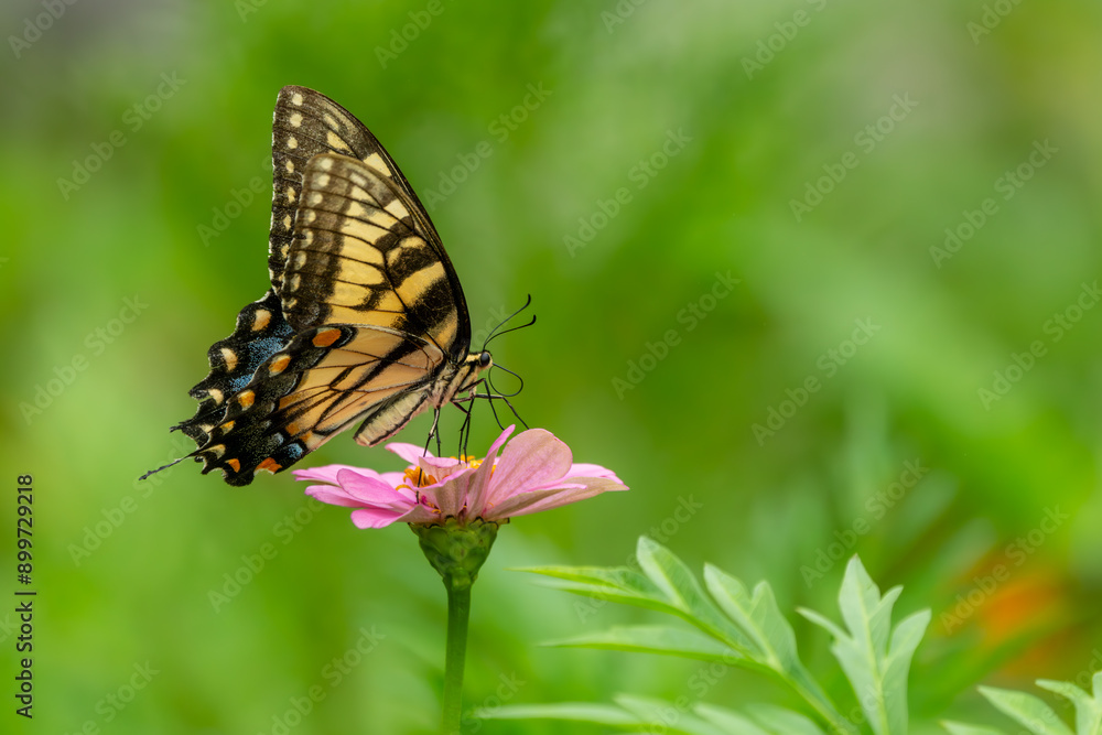 Eastern Tiger Swallowtail Butterfly feeding on a flower Eastern Tiger Swallowtail Butterfly feeding on a flower