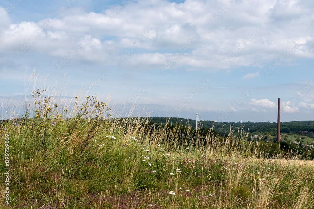 Wildblumenwiese im Juli Wildblumenwiese im Juli