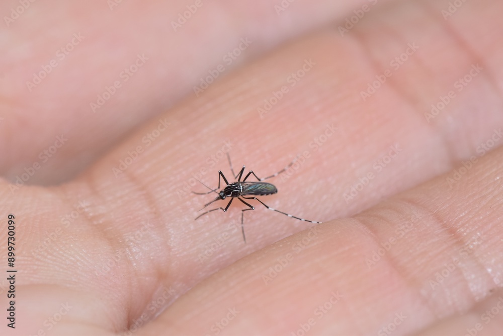 Obraz premium Mosquito on hand