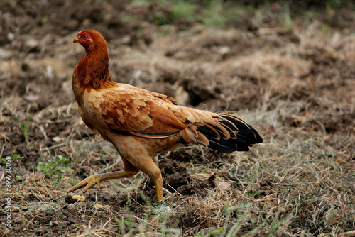 close up shot of country hen rooster natukodi in agricultural farm photo