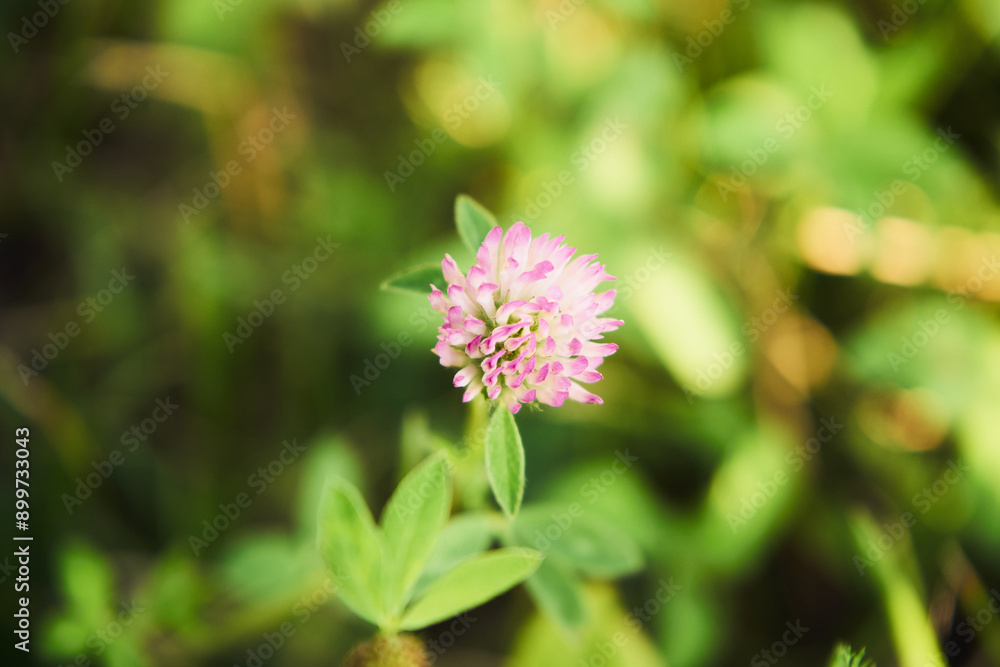 koniczyna, trifolium l. koniczyna, trifolium l.