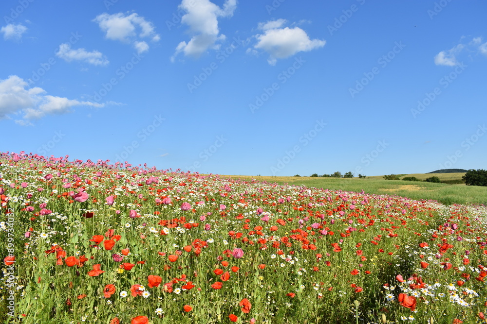 Summer 2024 Poppies, wheat and cannabis fields in Hesse Germany Summer 2024 Poppies, wheat and cannabis fields in Hesse Germany