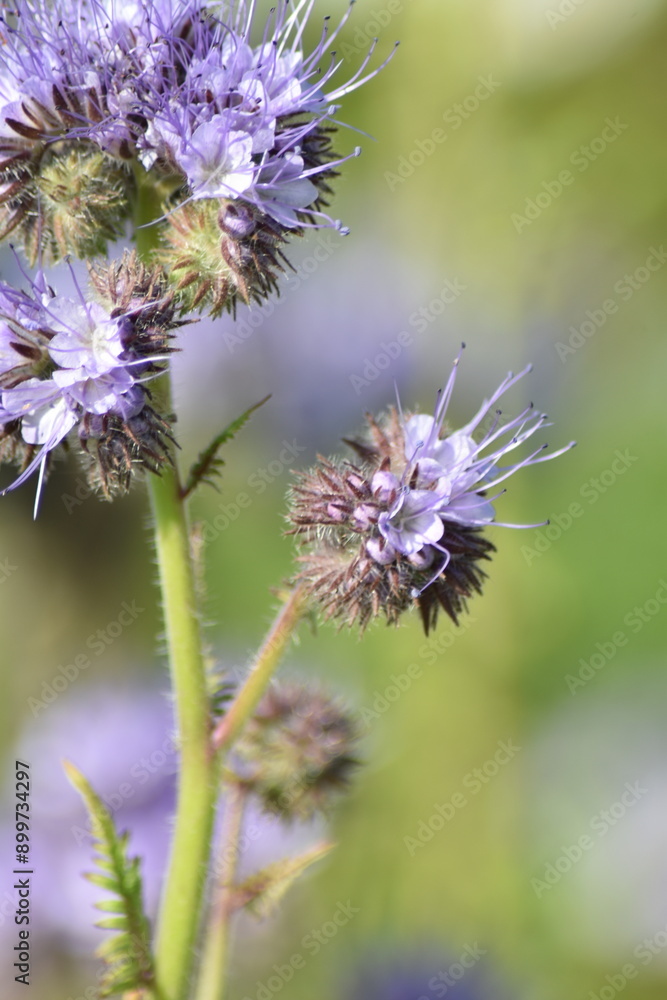Summer 2024 Poppies, wheat and cannabis fields in Hesse Germany Summer 2024 Poppies, wheat and cannabis fields in Hesse Germany