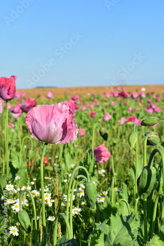 Summer 2024 Poppy fields in Hesse Germany
