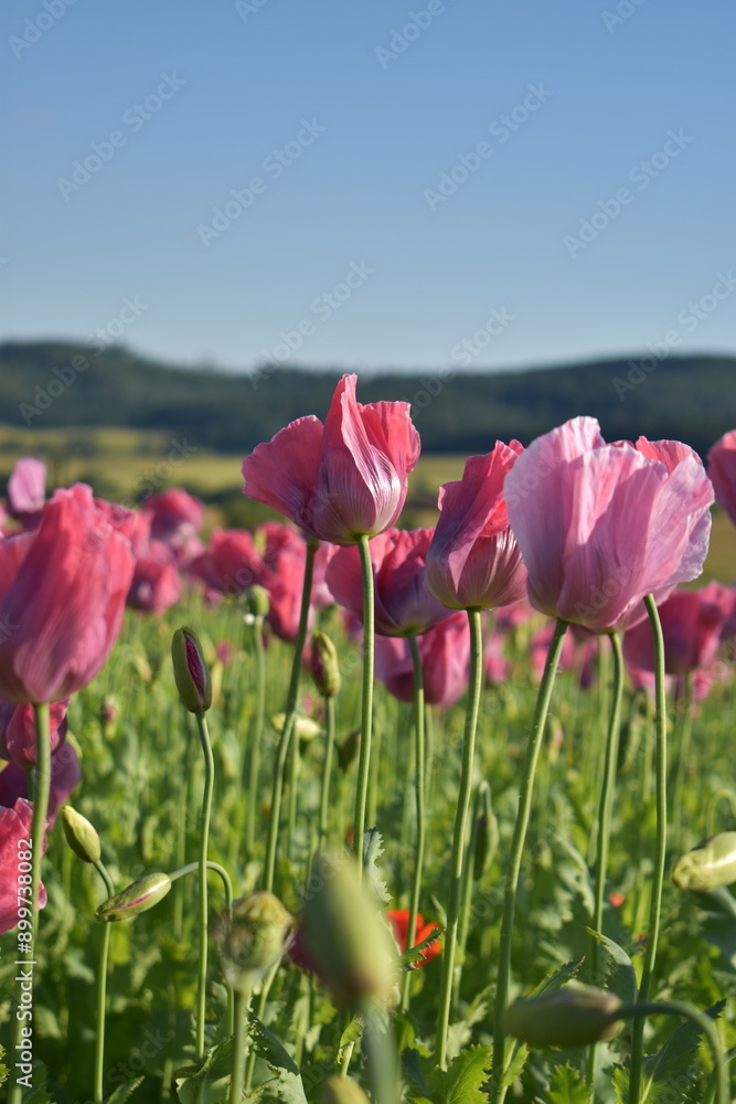 Summer 2024 Poppy fields in Hesse Germany Summer 2024 Poppy fields in Hesse Germany