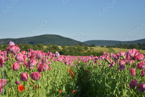 Summer 2024 Poppy fields in Hesse Germany