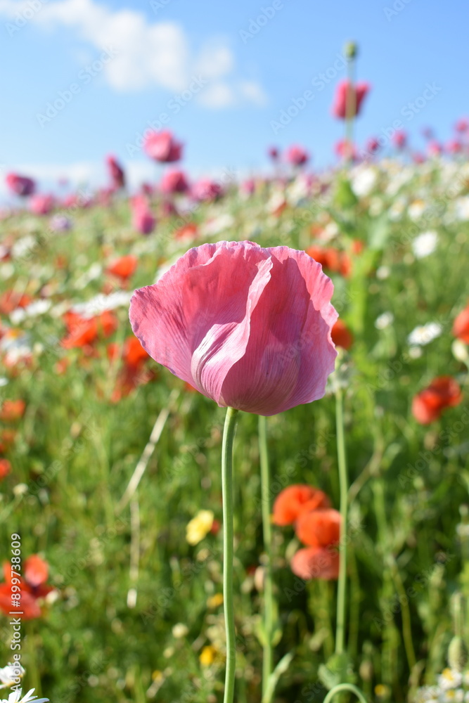 Naklejka premium Summer 2024 Poppy fields in Hesse Germany