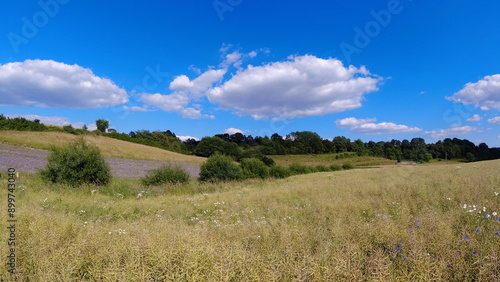 Summer 2024 Wheat fields in Hesse Germany