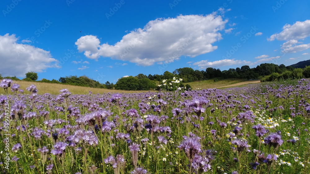 Summer 2024 Poppy fields in Hesse Germany Summer 2024 Poppy fields in Hesse Germany