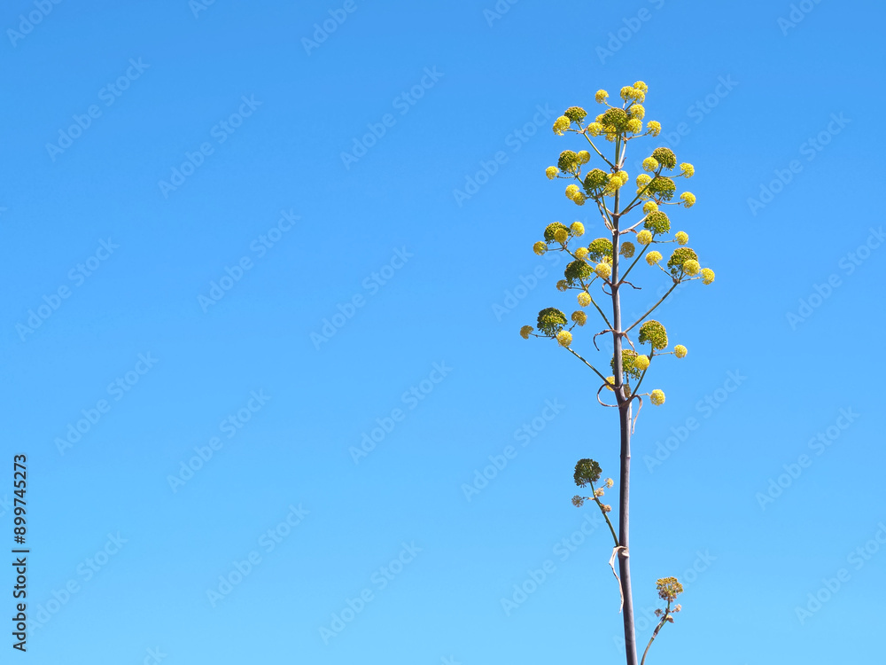 Yellow blossoms of a blooming Agave americana plant with blue sky Yellow blossoms of a blooming Agave americana plant with blue sky