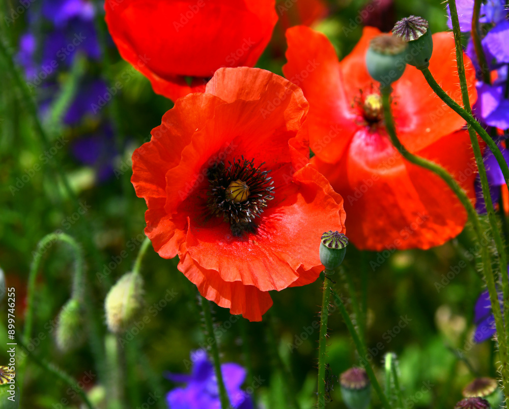 Obraz premium Closeup of Red Poppy