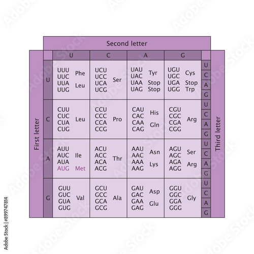 Table of RNA Codons - Genetic biological code of amino acids. Amino acid sequence chart. Eps 10 vector illustration.
