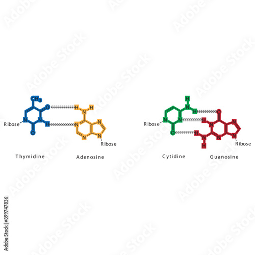 Diagram showing hydrogen bonds between DNA nitrogenous bases - Cytidine, Guanosine, Adenosine, Thymidine. simple schematic illustration. photo