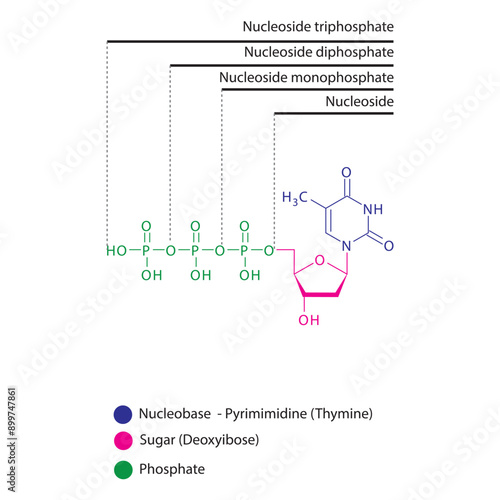Diagram of nucleoside - Deoxythymidine  mono, di and trip phosphate skeletal structure schematic illustration, Nucleoside molecule.