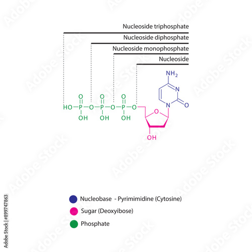 Diagram of nucleoside - Deoxycytidine  mono, di and trip phosphate skeletal structure schematic illustration, Nucleoside molecule.