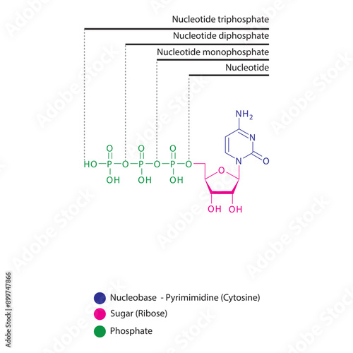 Diagram of nucleotide - Cytidine  mono, di and trip phosphate skeletal structure schematic illustration, Nucleoside molecule.